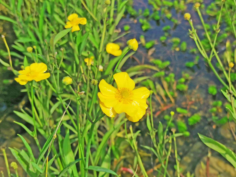 Zungenhahnenfuß - Ranunculus lingua